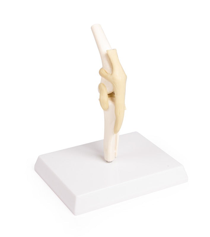 Replica Canine Knee
