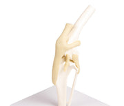 Replica Canine Knee