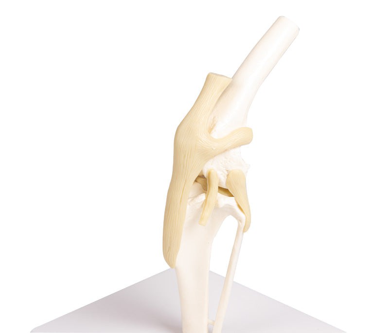 Replica Canine Knee
