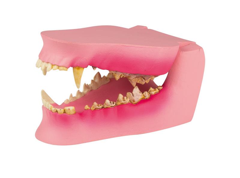 Replica Canine Jaw - Healthy/Diseased
