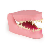 Replica Canine Jaw - Healthy/Diseased