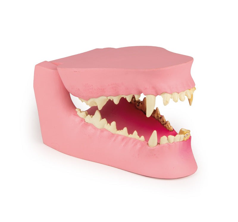 Replica Canine Jaw - Healthy/Diseased