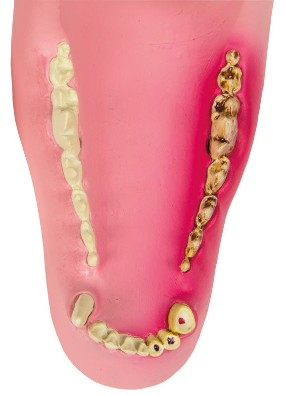 Replica Canine Jaw - Healthy/Diseased