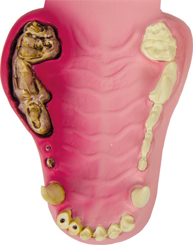 Replica Canine Jaw - Healthy/Diseased
