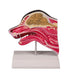 Replica Canine Head - Median Section
