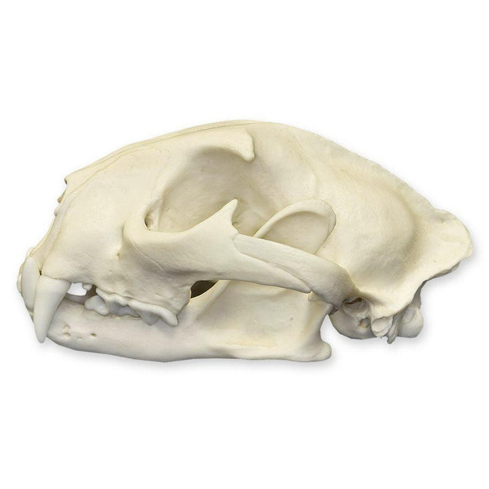 Replica Mountain Lion Skull - Male