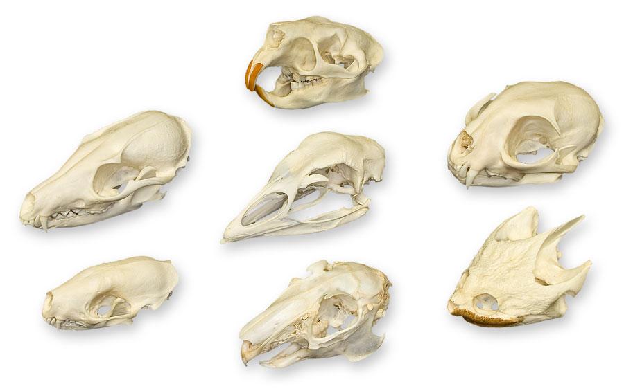 Comparative Set For Sale — Skulls Unlimited International, Inc.