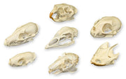 Skull Comparison Kit - Real or Replica