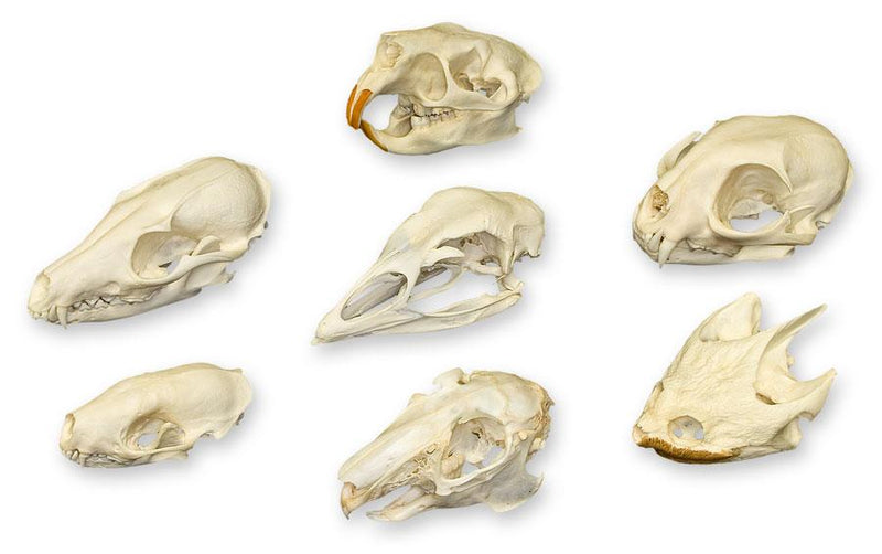 Skull Comparison Kit - Real or Replica