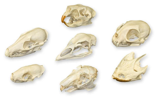Comparative Skull Set