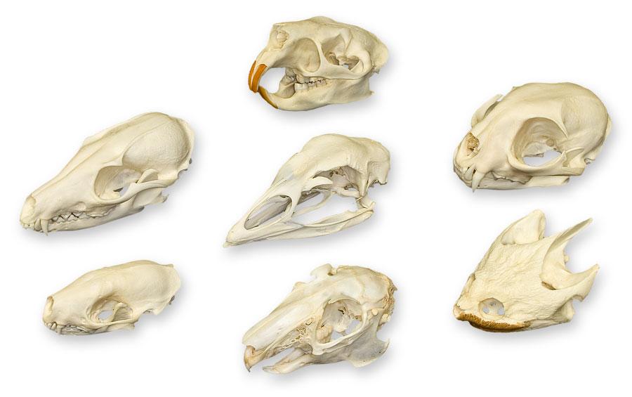 Comparative Skull Set