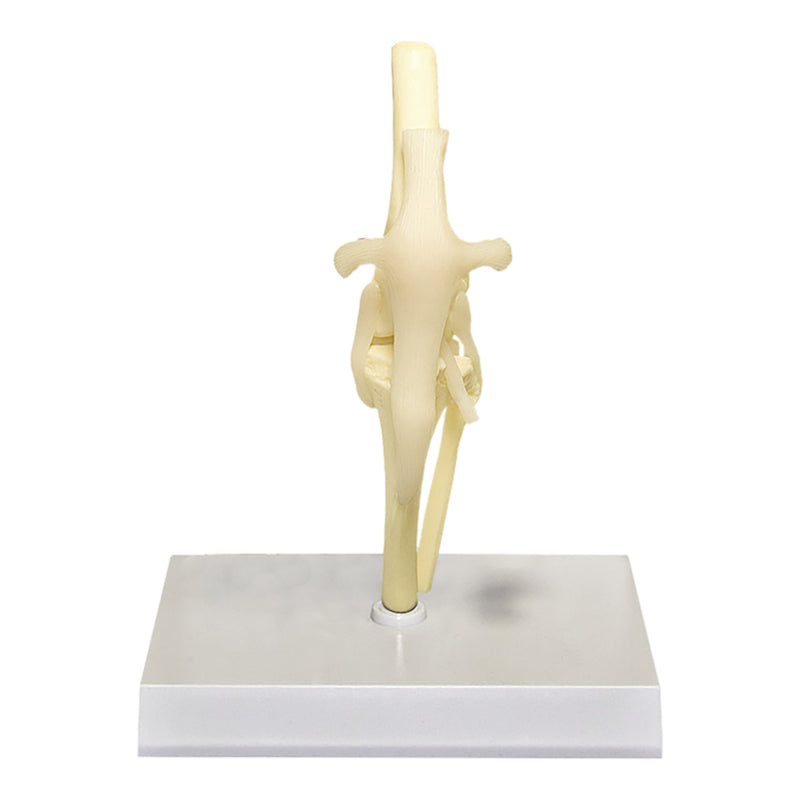 Replica Veterinary Canine Model - Knee