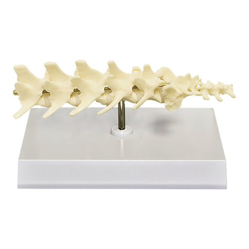 Replica Veterinary Canine Model - 5 Piece Vertebrae