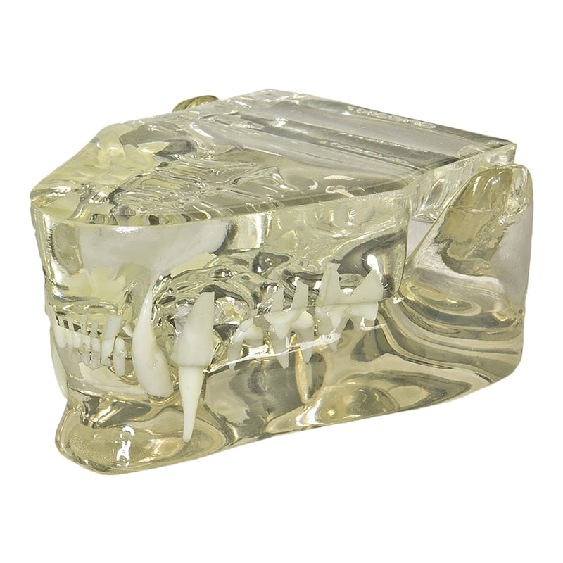 Replica Veterinary Clear Feline Model - Jaw
