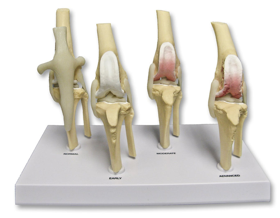 Replica Veterinary Canine Osteoarthritis Model - Knee