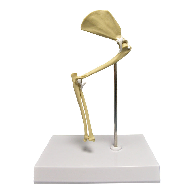 Replica Veterinary Feline Model - Elbow / Shoulder
