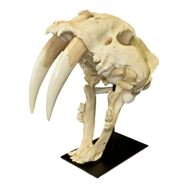 Replica Sabertooth Cat Skull - South American (Smilodon populator)