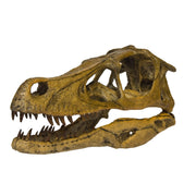 Replica Velociraptor Skull