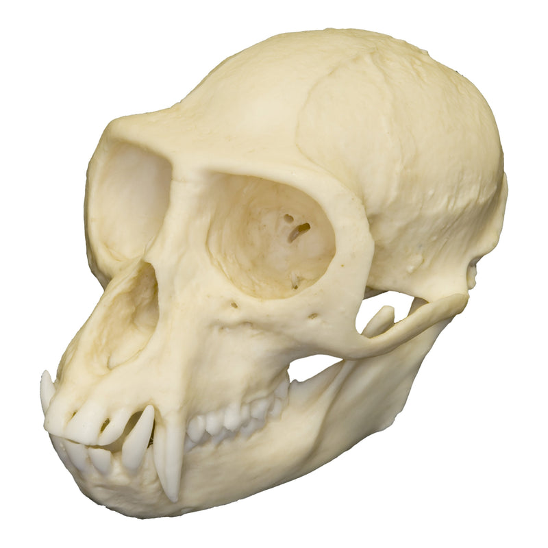 Replica Vervet Monkey Skull - Male
