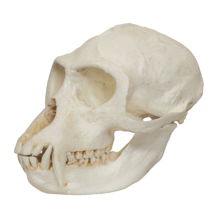 Replica Vervet Monkey Skull (Male)