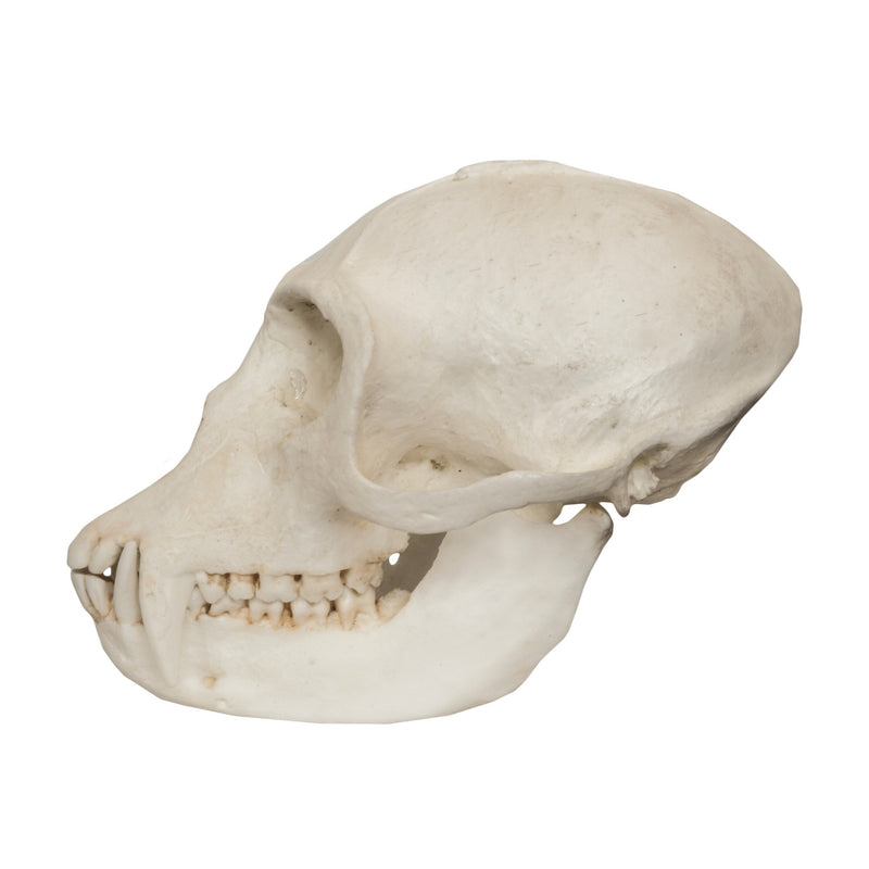 Replica Vervet Monkey Skull (Male)