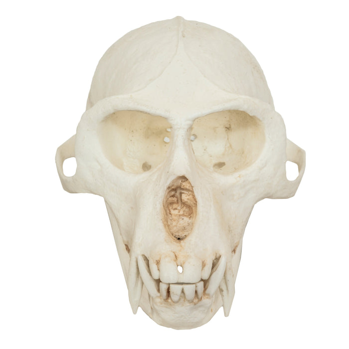 Replica Vervet Monkey Skull (Male)
