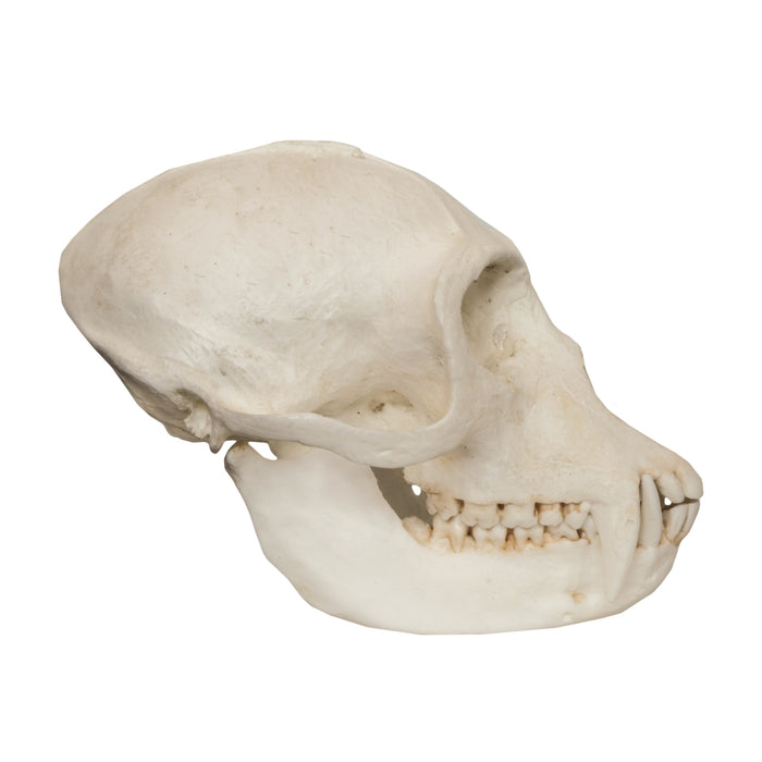 Replica Vervet Monkey Skull (Male)