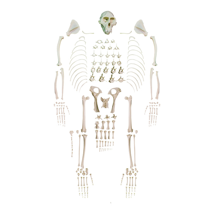 Replica Vervet Monkey Skeleton