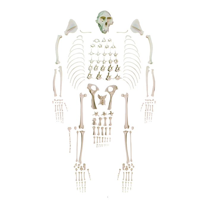 Replica Vervet Monkey Skeleton