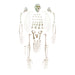 Replica Vervet Monkey Skeleton