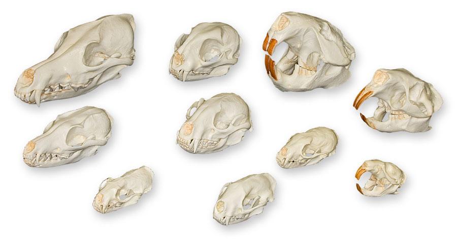 Comparative Skull Kit - North American Furbearers