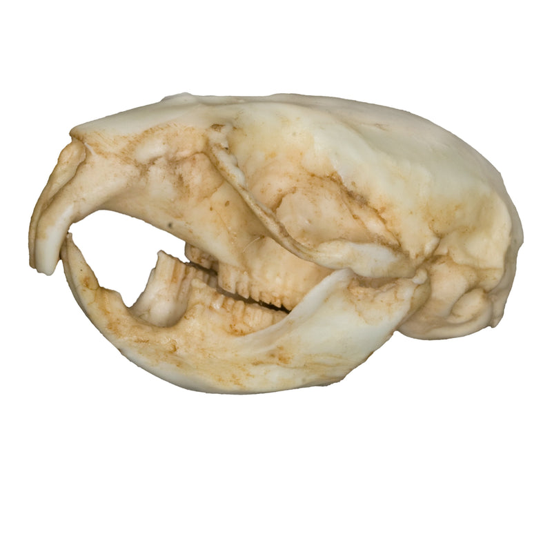 Replica Vole Skull