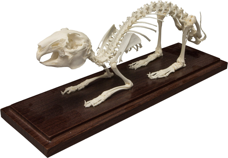 Real Domestic Rabbit Skeleton - Economy