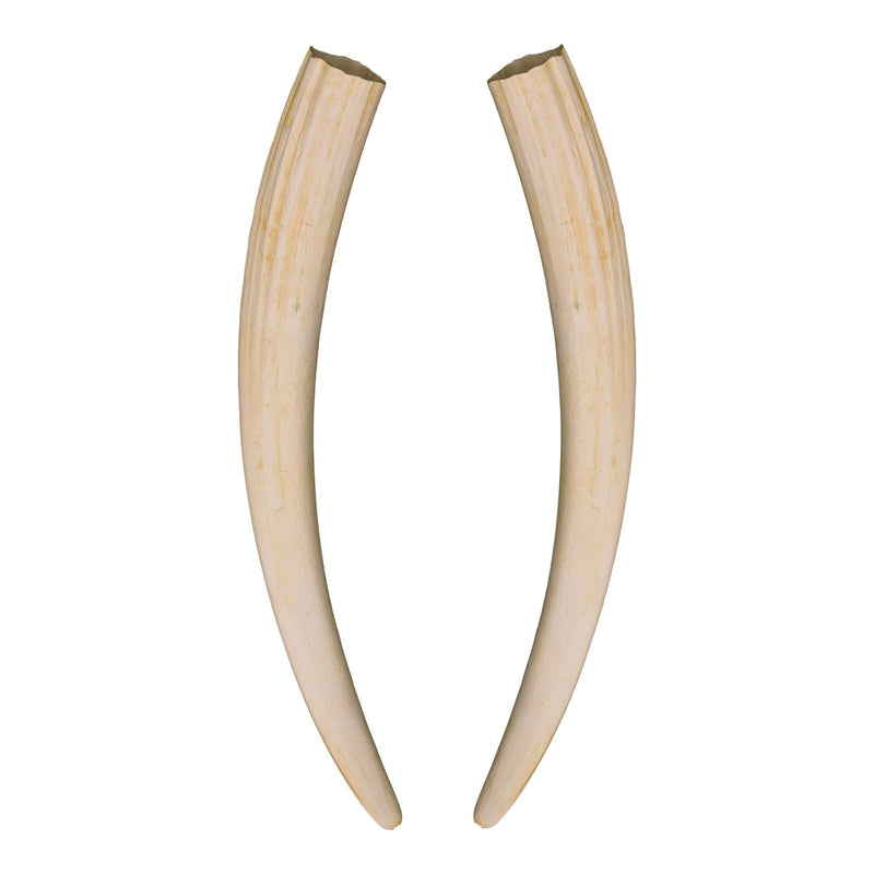 Replica Walrus Tusks - Pair