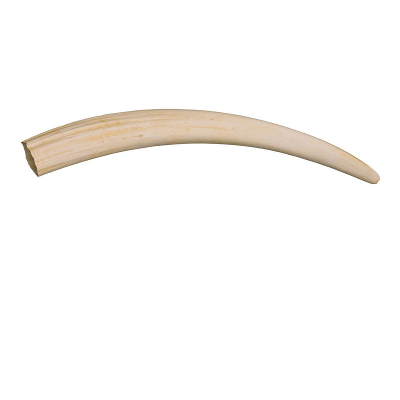 Replica Walrus Tusks - Pair