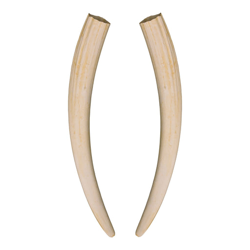 Replica Walrus Tusks - Pair