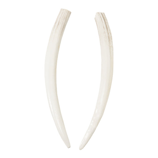 Walrus Skull - The walrus is native to the northern Atlantic