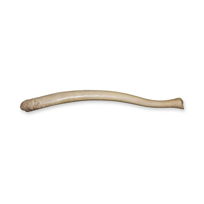 Replica Walrus Baculum / Oosik