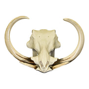 Replica Warthog Skull