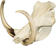 Replica Warthog Skull
