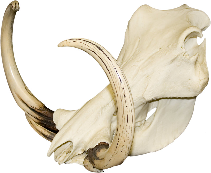 Replica Warthog Skull