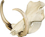 Replica Warthog Skull
