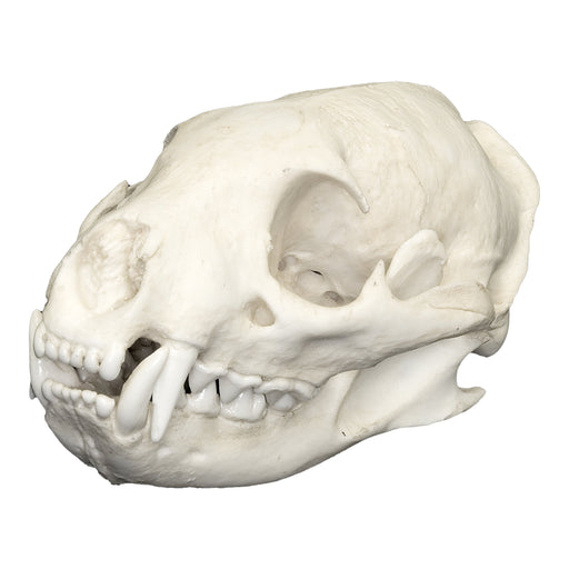 Replica Water Mongoose Skull