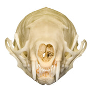 Real Weasel Skull