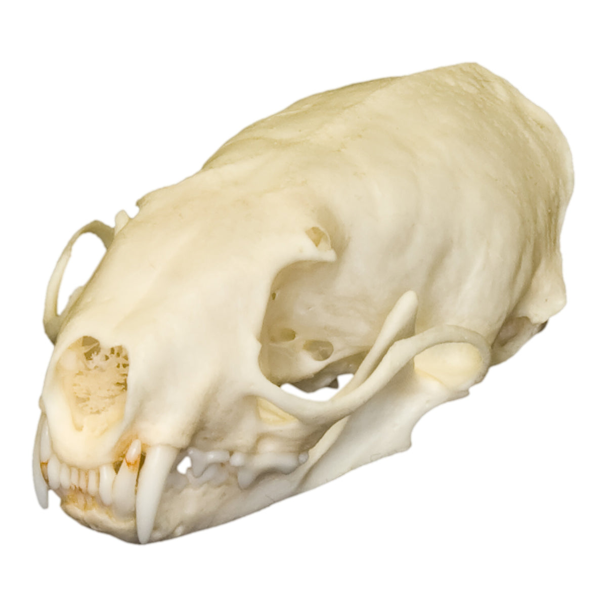 Real Weasel Skull, image size:1200x1200