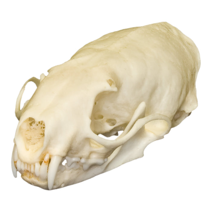 Real Weasel Skull