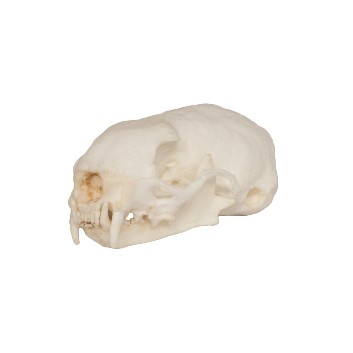 Replica Weasel Skull For Sale — Skulls Unlimited International, Inc., image size:1200x1200