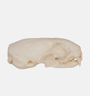 Replica Weasel Skull