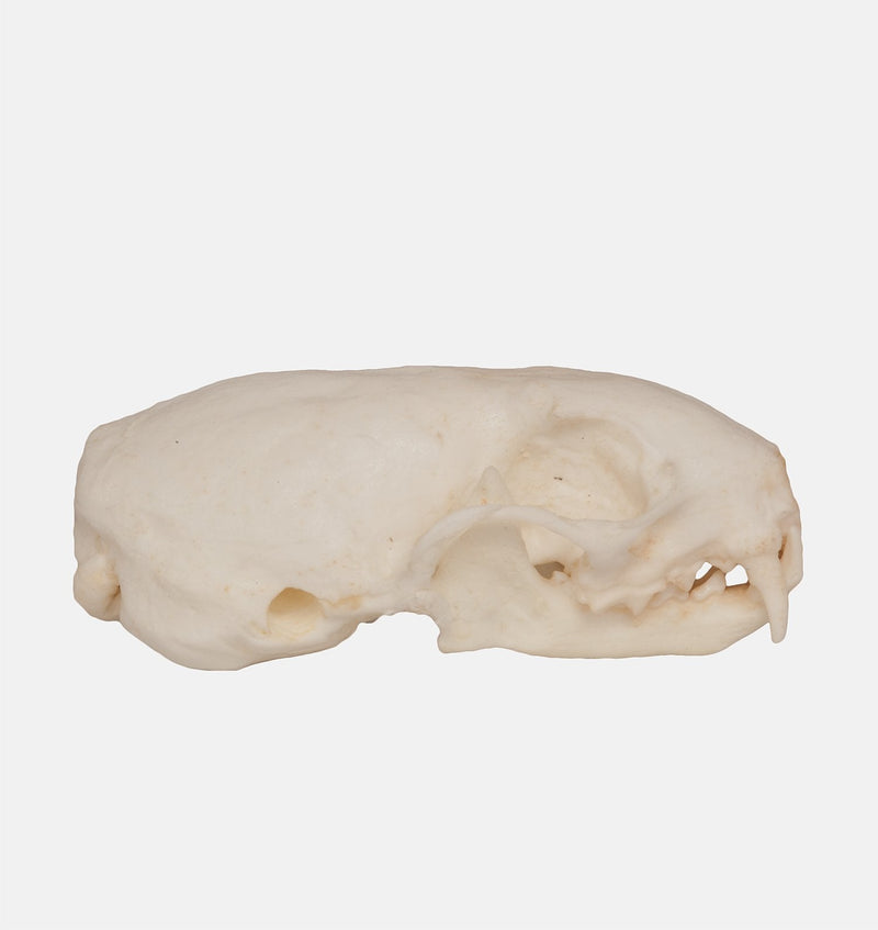 Replica Weasel Skull