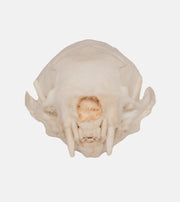 Replica Weasel Skull